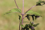 Mentha spicata (Grøn Mynte)