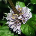 Mentha x gracilis (Eng-mynte)