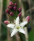 Menyanthes trifoliata (Bukkeblad)