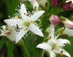 Menyanthes trifoliata (Bukkeblad)