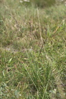 Molinia caerulea (Blåtop)
