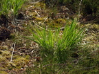 Molinia caerulea (Blåtop)