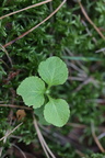 Moneses uniflora (Enblomstret Vintergrøn)