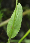 Myosotis arvensis (Mark-forglemmigej)