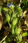 Myosotis laxa ssp. caespitosa (Sump-forglemmigej)