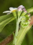 Myosotis scorpioides ssp. scorpioides (Eng-forglemmigej)