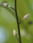 Myosotis sylvatica (Skov-forglemmigej)