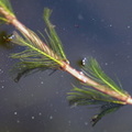Myriophyllum_spicatum_Aks-tusindblad_21052008_Roenbjerg_021.JPG