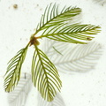 Myriophyllum_spicatum_Aks-tusindblad_22082009_Roenbjerg_016.jpg