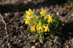 Narcissus asturiensis (Dværg-Påskelilje)
