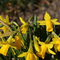 Narcissus_asturiensis_Dvaerg-Paaskelilje_12032014_Agerbjerg_003.JPG