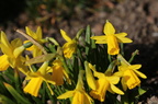 Narcissus asturiensis (Dværg-Påskelilje)