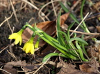 Narcissus asturiensis (Dværg-påskelilje)