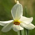 Narcissus_poeticus_Pinselilje_04052008_Vandkraftsoeen_Holstebro_003.JPG