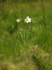 Narcissus poeticus (Pinselilje)