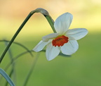Narcissus poeticus (Pinselilje)
