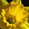 Narcissus_pseudonarcissus_Paaskelilje_05032008_002.JPG