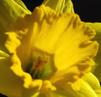 Narcissus pseudonarcissus (Ægte Påskelilje)