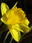 Narcissus pseudonarcissus (Ægte Påskelilje)