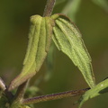 Odontites vulgaris (Høst-rødtop)