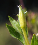 Oenothera biennis (Toårig natlys)
