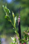 Oenothera biennis (Toårig natlys)