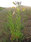 Oenothera glazioviana (Kæmpe-natlys)