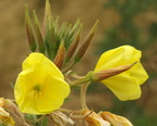 Oenothera glazioviana (Kæmpe-natlys)