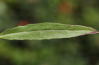 Oenothera rubricaulis (Rødfrugtet Natlys)