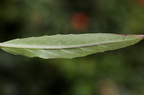 Oenothera rubricaulis (Rødfrugtet Natlys)