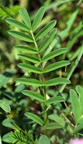 Onobrychis viciifolia (Esparsette)