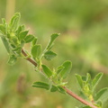 Ononis spinosa ssp. arvensis (Stinkende krageklo)
