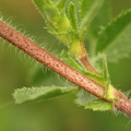 Ononis spinosa ssp. arvensis (Stinkende krageklo)
