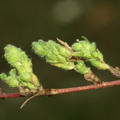 Ononis spinosa ssp. spinosa (Mark-krageklo)
