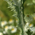 Onopordum acanthium (Æselfoder)