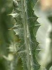 Onopordum acanthium (Æselfoder)