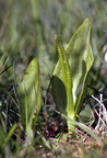Ophioglossum vulgatum (Slangetunge)