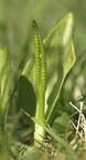 Ophioglossum vulgatum (Slangetunge)