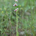 Ophrys_apifera_Biblomst_27062013_Soevind_Horsens_LSE_004.JPG