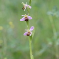 Ophrys_apifera_Biblomst_27062013_Soevind_Horsens_LSE_008.JPG