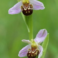 Ophrys_apifera_Biblomst_27062013_Soevind_Horsens_LSE_047.JPG