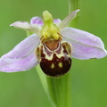 Ophrys apifera (Biblomst)