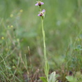 Ophrys_apifera_Biblomst_27062013_Soevind_Horsens_LSE_054.JPG