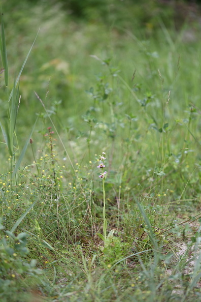 Ophrys_apifera_Biblomst_27062013_Soevind_Horsens_LSE_066.JPG