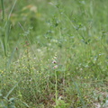 Ophrys_apifera_Biblomst_27062013_Soevind_Horsens_LSE_066.JPG