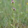 Ophrys apifera (Biblomst)