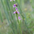 Ophrys_apifera_Biblomst_27062013_Soevind_Horsens_LSE_109.JPG