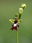 Ophrys insectifera (Flueblomst)
