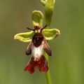 Ophrys_insectifera_Flueblomst_29052009_Froeslund_Sjoemarken_OEland_021.JPG