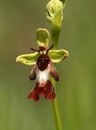 Ophrys insectifera (Flueblomst)